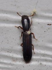 Colydium lineola