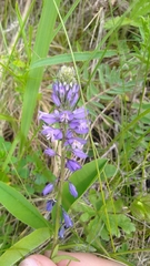 Polygala wolfgangiana