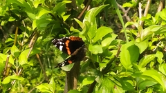 Vanessa atalanta