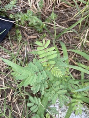 Desmanthus leptolobus