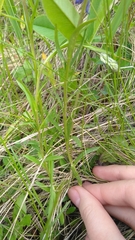 Polygala wolfgangiana