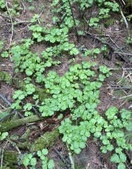 Waldsteinia