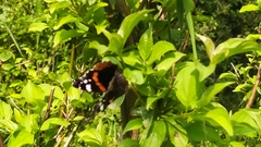 Vanessa atalanta