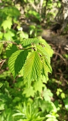 Ulmus laciniata