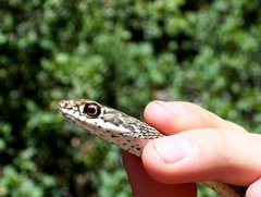Masticophis taeniatus taeniatus