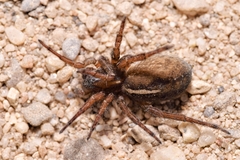 Arctosa fulvolineata