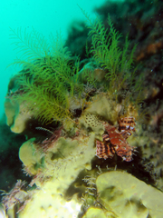 Dendrochirus brachypterus