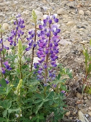 Lupinus arcticus