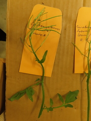 Cardamine breweri