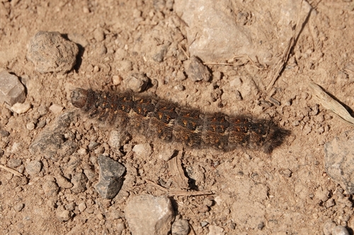Poecilocampa populi populi