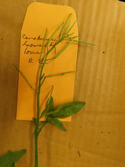 Cardamine breweri