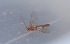 Ichneumonidae