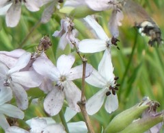 Microbotryum saponariae