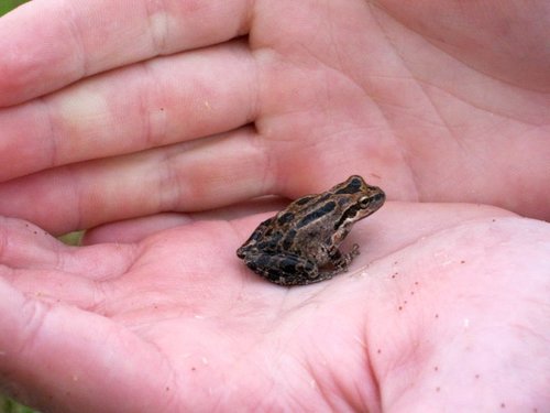 Pacific chorus frog photographed in Nevada