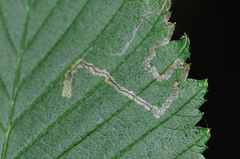 Agromyza aristata
