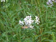 Microbotryum saponariae