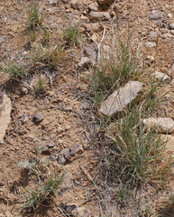 Elymus salina