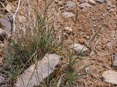 Elymus salina