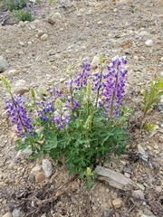 Lupinus arcticus