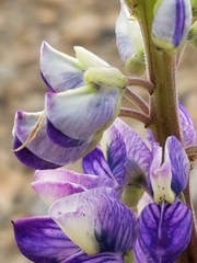 Lupinus arcticus