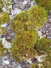 Grimmia muehlenbeckii