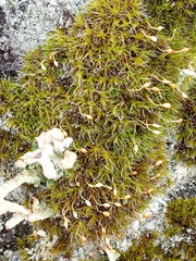 Grimmia muehlenbeckii