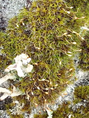 Grimmia muehlenbeckii