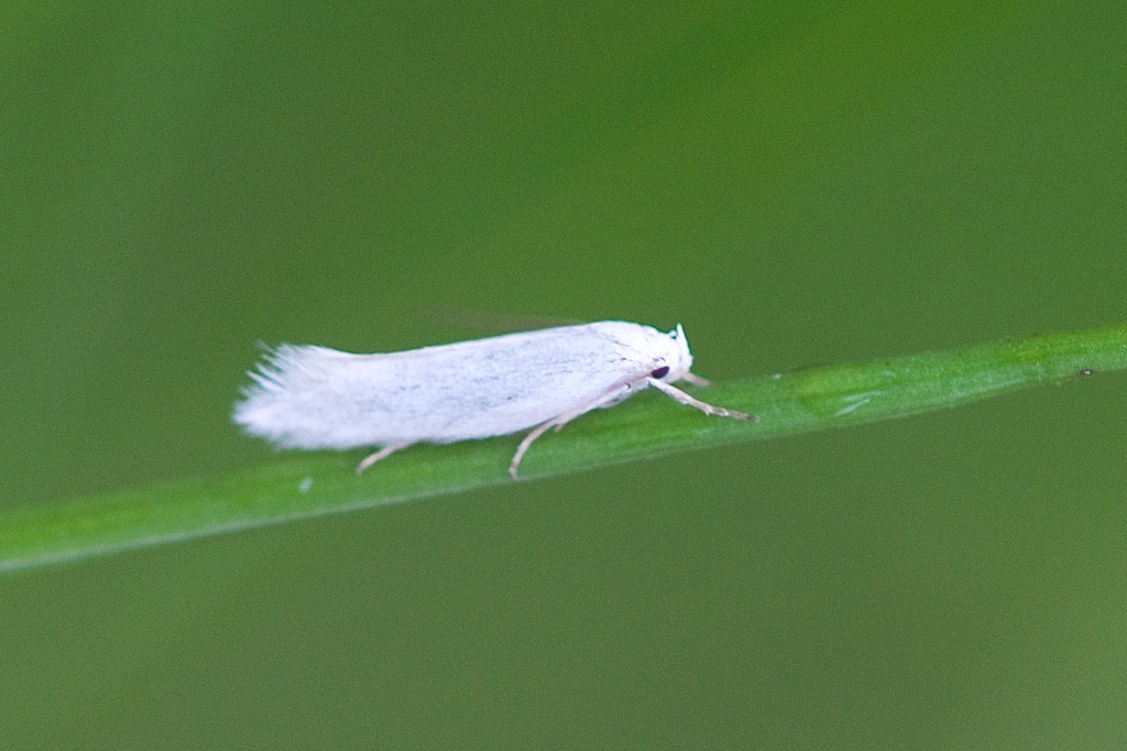 Elachista acenteta