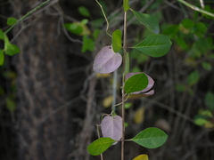 Pentatropis nivalis