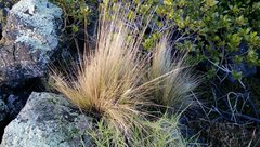 Austrostipa stipoides