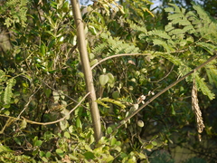 Pentatropis nivalis