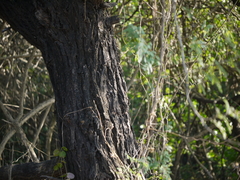 Pentatropis nivalis