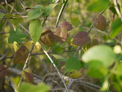 Pentatropis nivalis
