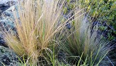 Austrostipa stipoides