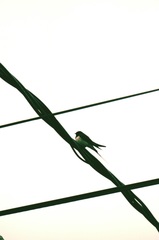 Hirundo rustica
