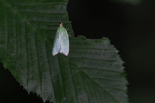 Tortrix viridana