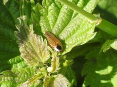 Ectobius sylvestris