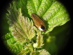 Ectobius sylvestris