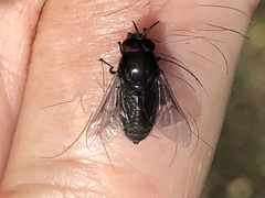 Chrysops carbonarius