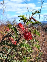 Grevillea bipinnatifida