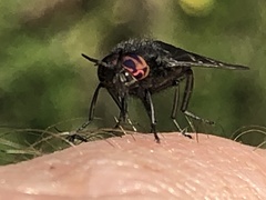 Chrysops carbonarius