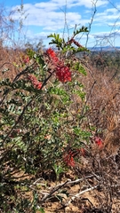 Grevillea bipinnatifida