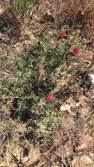 Grevillea bipinnatifida