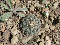 Coryphantha salinensis