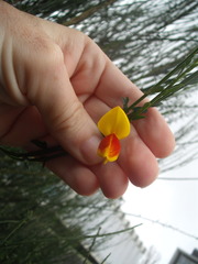 Cytisus scoparius andreanus