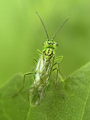 Rhogogaster punctulata