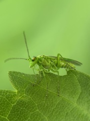 Rhogogaster punctulata