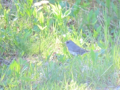 Junco hyemalis image