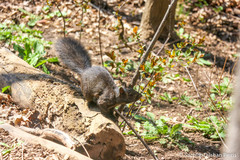 Sciurus carolinensis