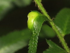 Taphrina polystichi